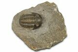 Detailed Gerastos Trilobite Fossil - Morocco #351273-3